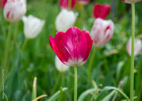 Close-up of a single tulip flower with blurred flowers as background, spring wallpaper, selective focus, colorful tulips field