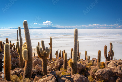 Cactuses in Incahuasi island, Salar de Uyuni  salt flat, Potosi, Bolivia photo