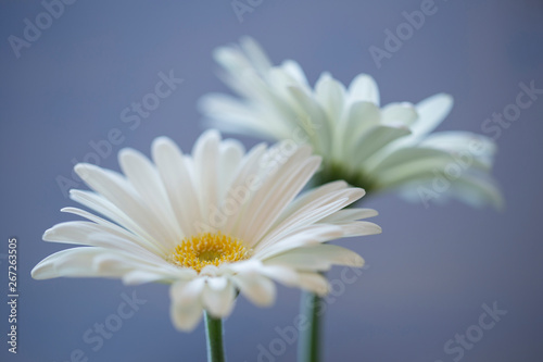 Two Gerbera flowers against light blue background