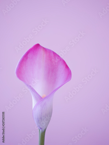 Close up of Lille Flower