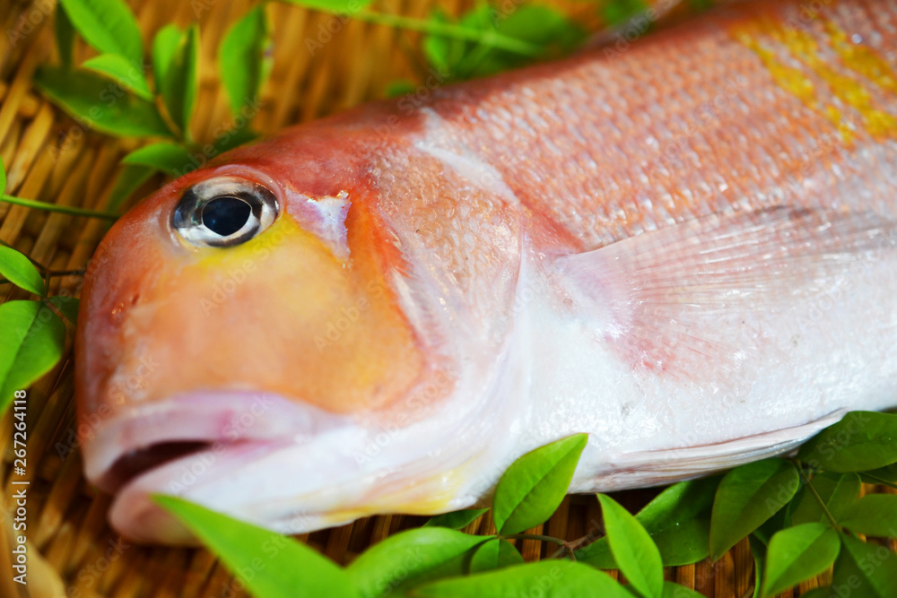 Obraz premium アマダイ