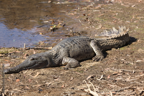 sweet water crocodile resting on sunny day