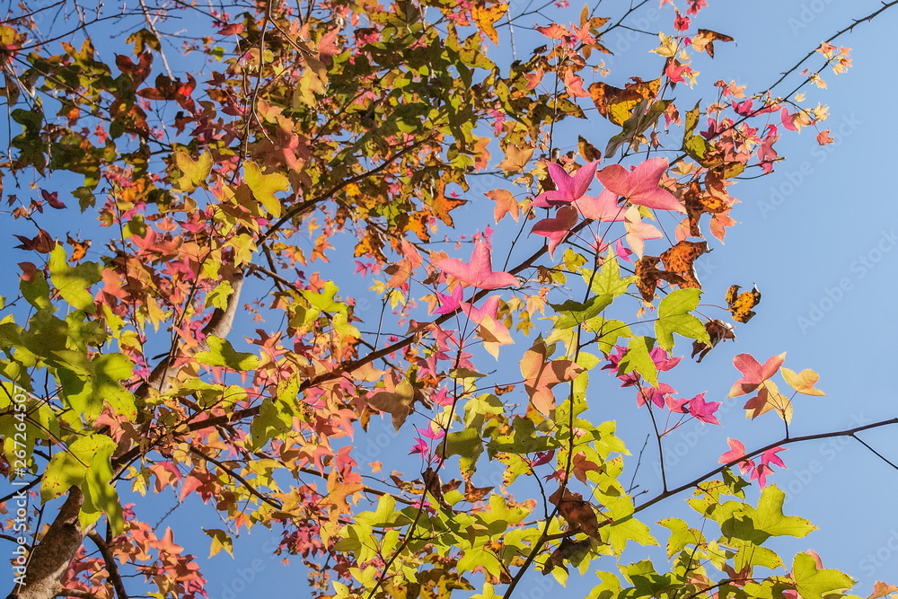 Beautiful Maple Leaves Blossom on tree branches with nature blurred background, Kop Dong, Doi Ang Khang, Chiang Mai, Thailand.