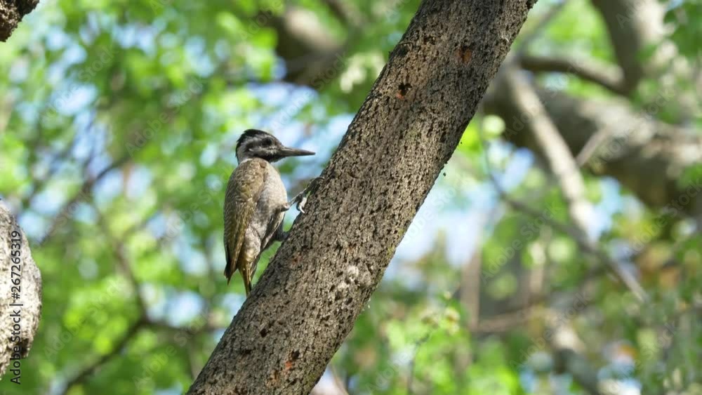 Tracking Shot of a Female African Bearded Woodpecker Hoping Down a Tree. Tracking Shot of a Female African Bearded Woodpecker Hoping Down a Tree.