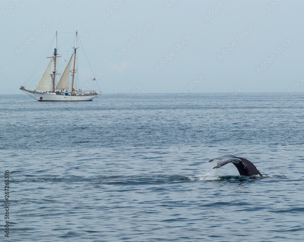 Fototapeta premium Wal neben Boot