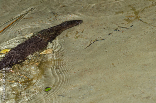 mink in the lake photo