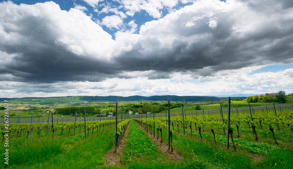 Fototapeta premium Heuberg in Ettenheim/Ortenau