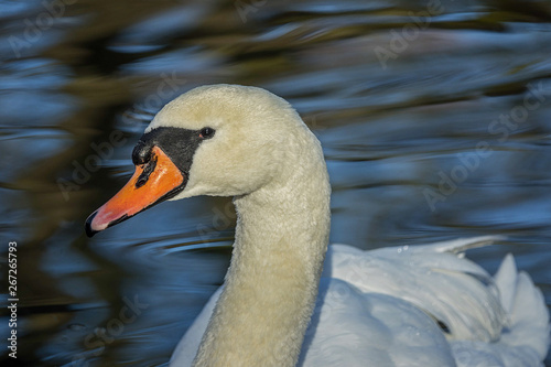 portrait swan beautiful bokeh