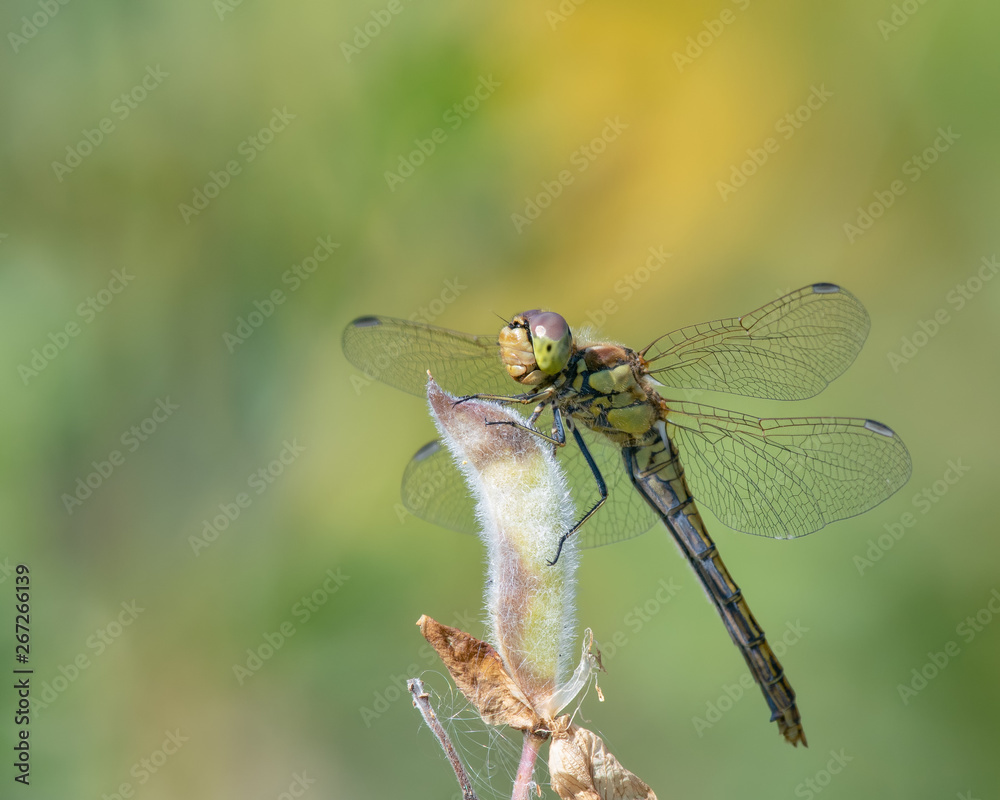 Vagrant Darter (Sympetrum vulgatum) with broken wings resting on vegetation Vagrant Darter (Sympetrum vulgatum) with broken wings resting on vegetation