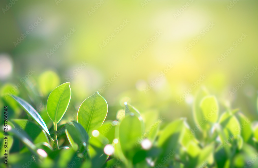 Natural green background with golden light garden with copy space using as background Natural green background with golden light garden with copy space using as background