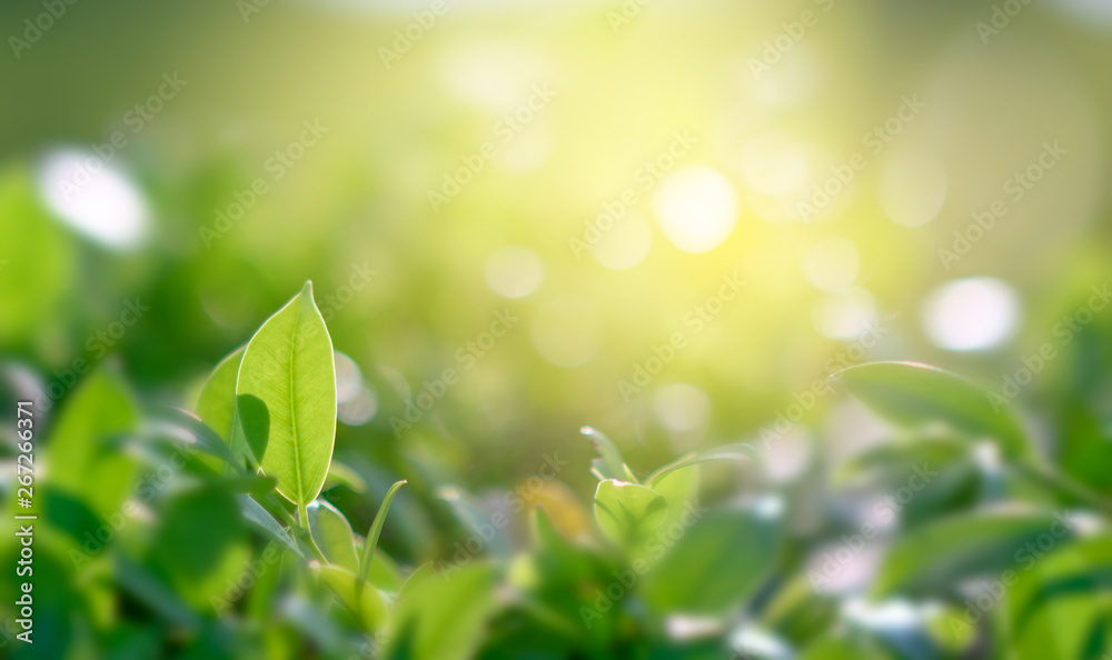 Naklejka premium Natural green background with golden light garden with copy space using as background