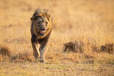 Lone lion male walking through dry brown grass hunt for food