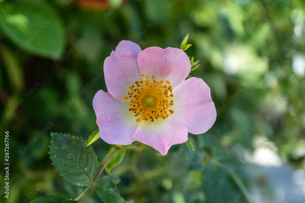 Sweetbrier Flower Spring Blossom Closeup Sweetbrier Flower Spring Blossom Closeup
