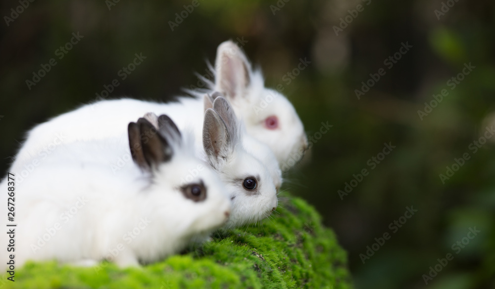 Fototapeta premium white rabbit group on green grass
