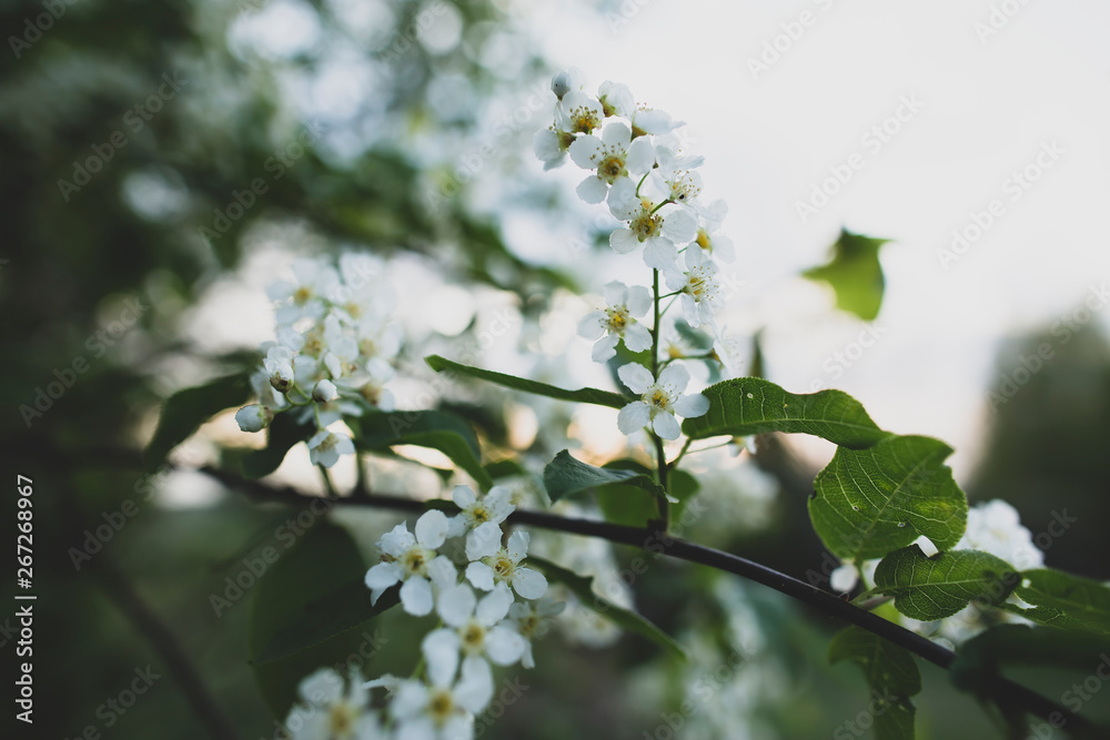 Beautiful, fragrant bird cherry (Prunus padus, hackberry, hagberry or Mayday tree) in the spring evening, in the countryside.