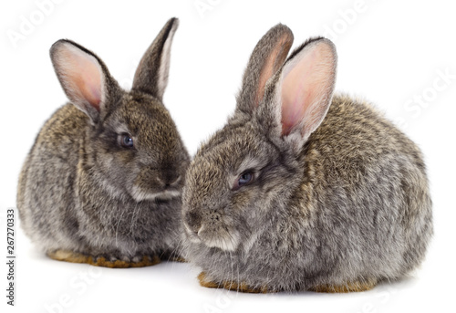 Gray rabbits isolated.