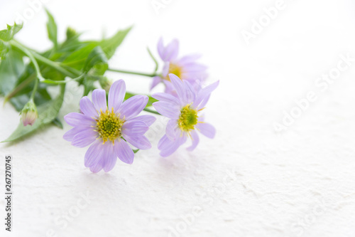 ミヤコワスレの花