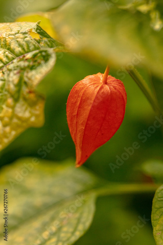 Red gourd