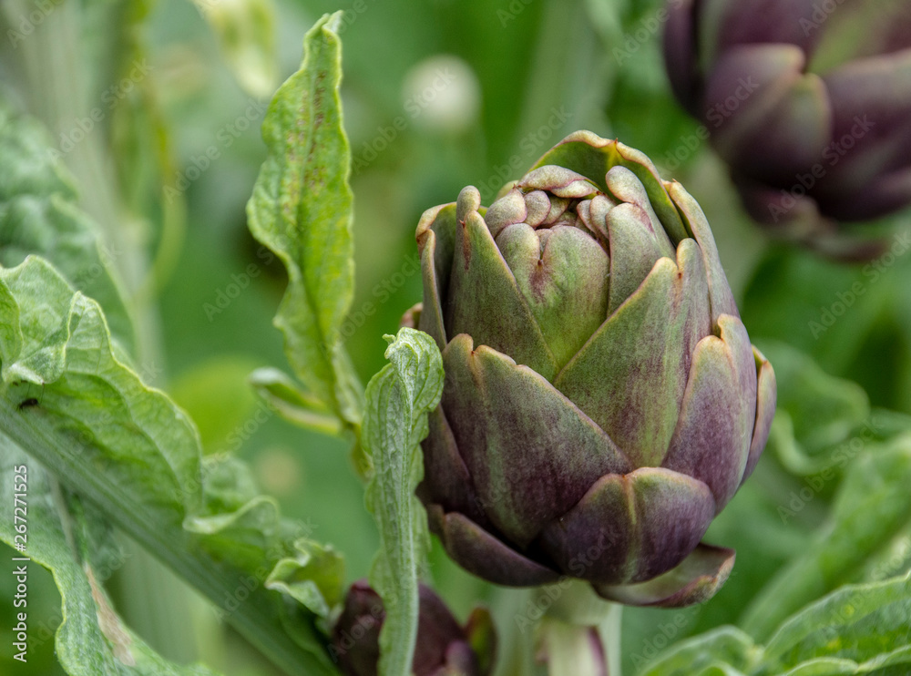 Fototapeta premium Artichoke plant, organic farming