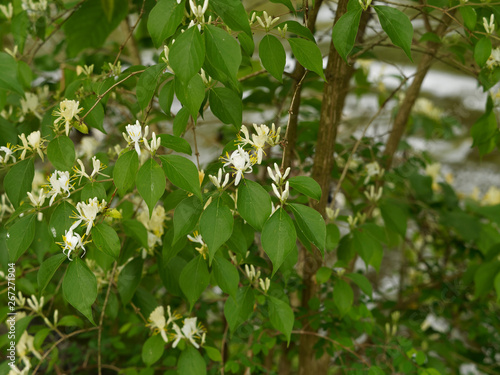 Lonicera japonica - Japanische Geißblatt