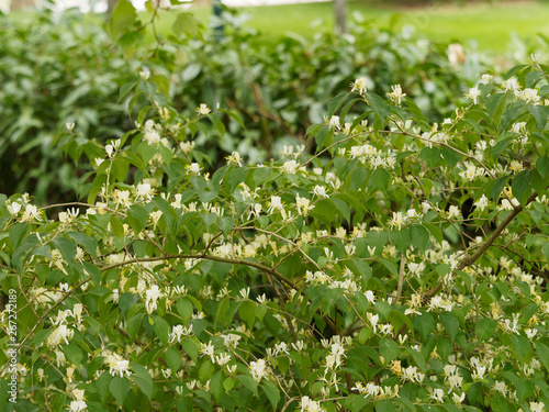 Lonicera japonica - Japanische Geißblatt photo