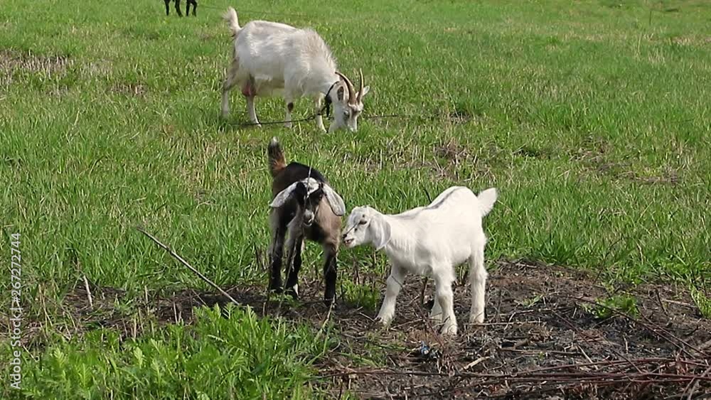 Little baby goats walking in the green grass in the agricultural area on the farm Little baby goats walking in the green grass in the agricultural area on the farm