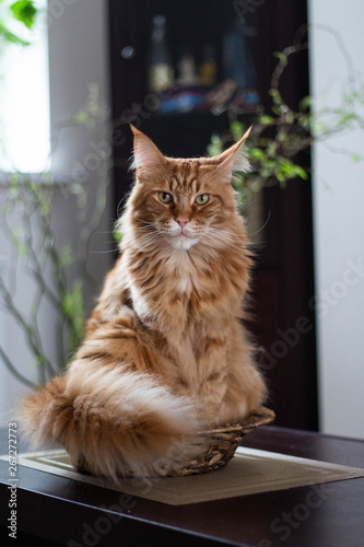 Beautiful ginger long hair mainecoon cat lying in a bamboo vase on wooden table