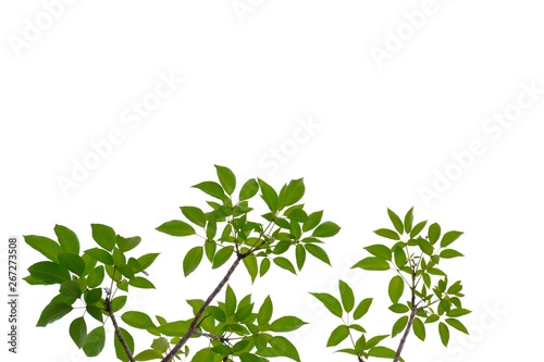 Tropical tree leaves with twigs on white isolated background for green foliage backdrop 