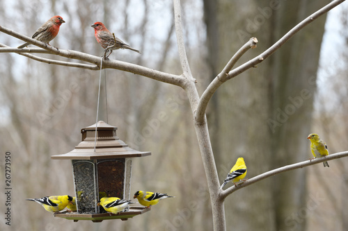 Canvas Print Two male House Finches above a back yard bird feeder with molting male yellow Am