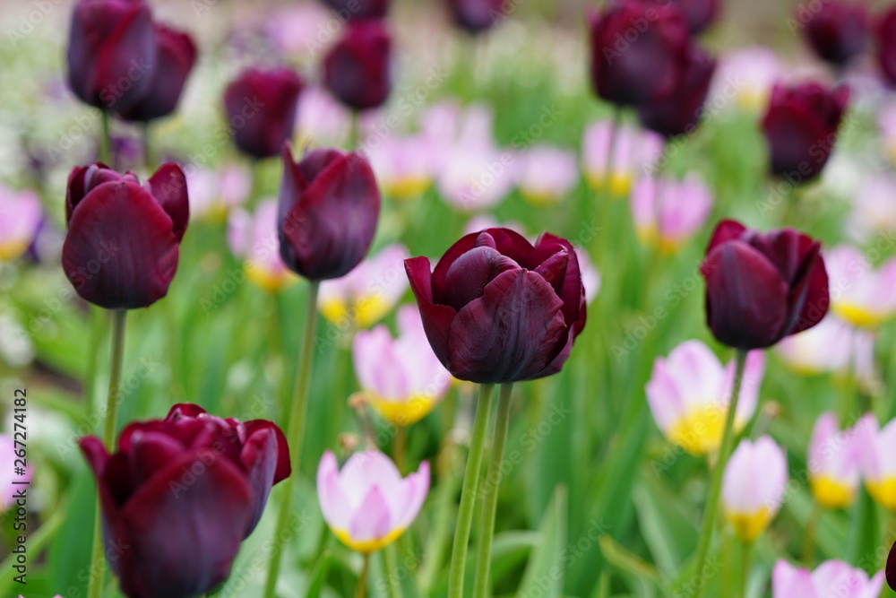 Fototapeta premium tulips in the garden