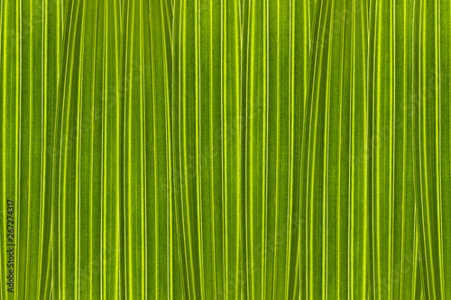 Green background composed of palm tree leaves pattern