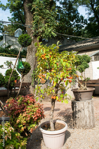 Paradise apple tree in a pot. Miniature bonsai