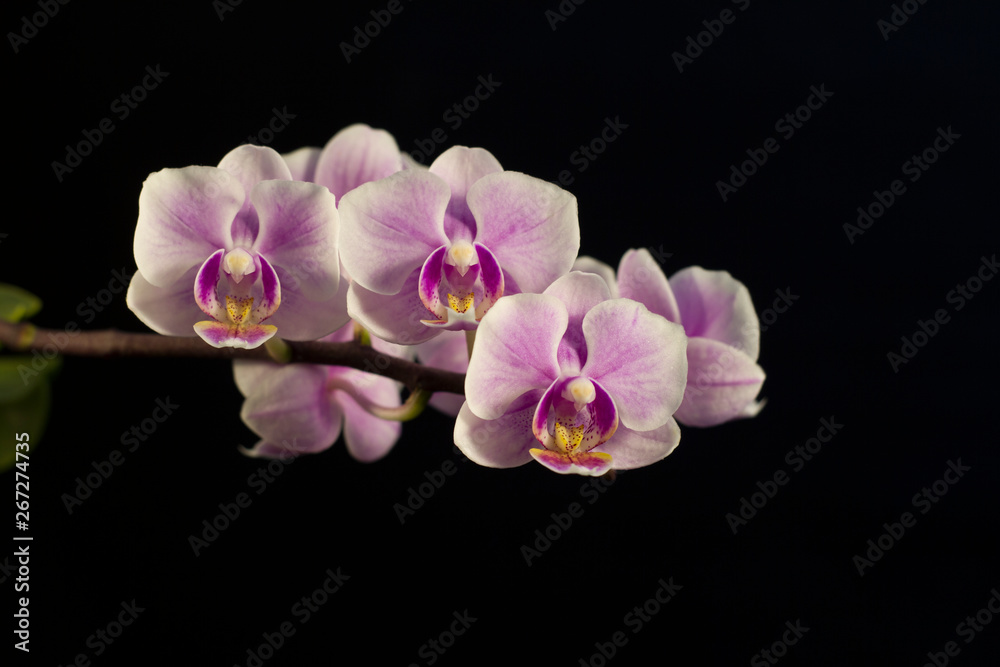 Fototapeta premium Charming flowers of a violet orchid on a black background