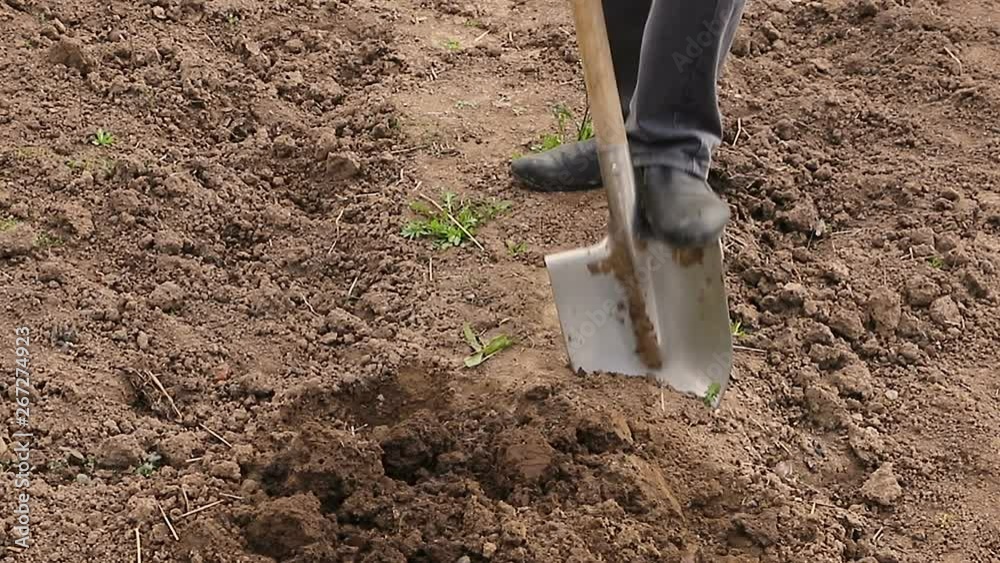 Farmer digging a shovel. Work in the garden cultivation, the concept of agriculture Farmer digging a shovel. Work in the garden cultivation, the concept of agriculture