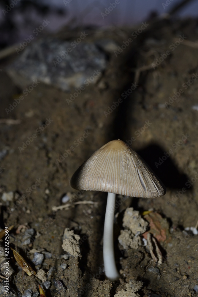 mushroom in the forest mushroom in the forest