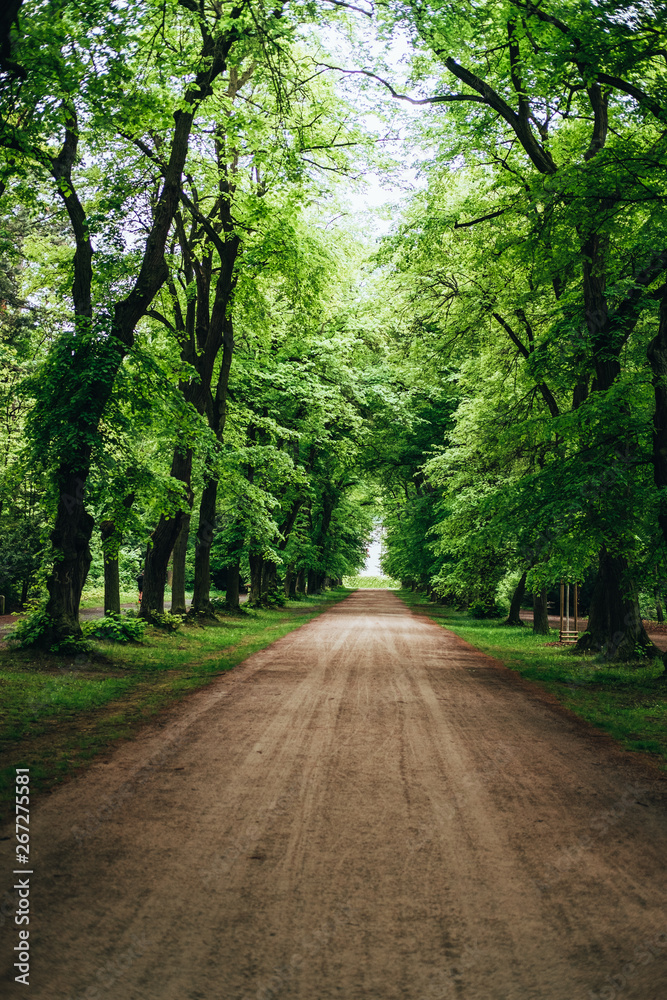 Path in the middle of alley. Park full of leafy trees. Path in the middle of alley. Park full of leafy trees.