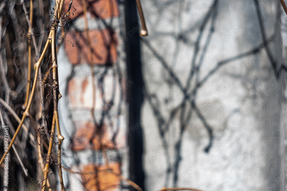 Obraz premium Yellow dry branches on brick wall background