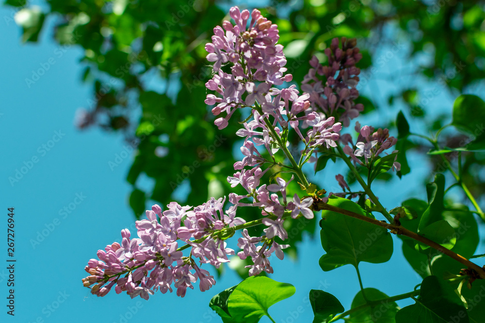 blooming branches of lilac against the blue sky blooming branches of lilac against the blue sky