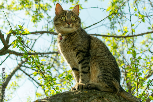 the cat is sitting on a branch on a tree and looking into the distance