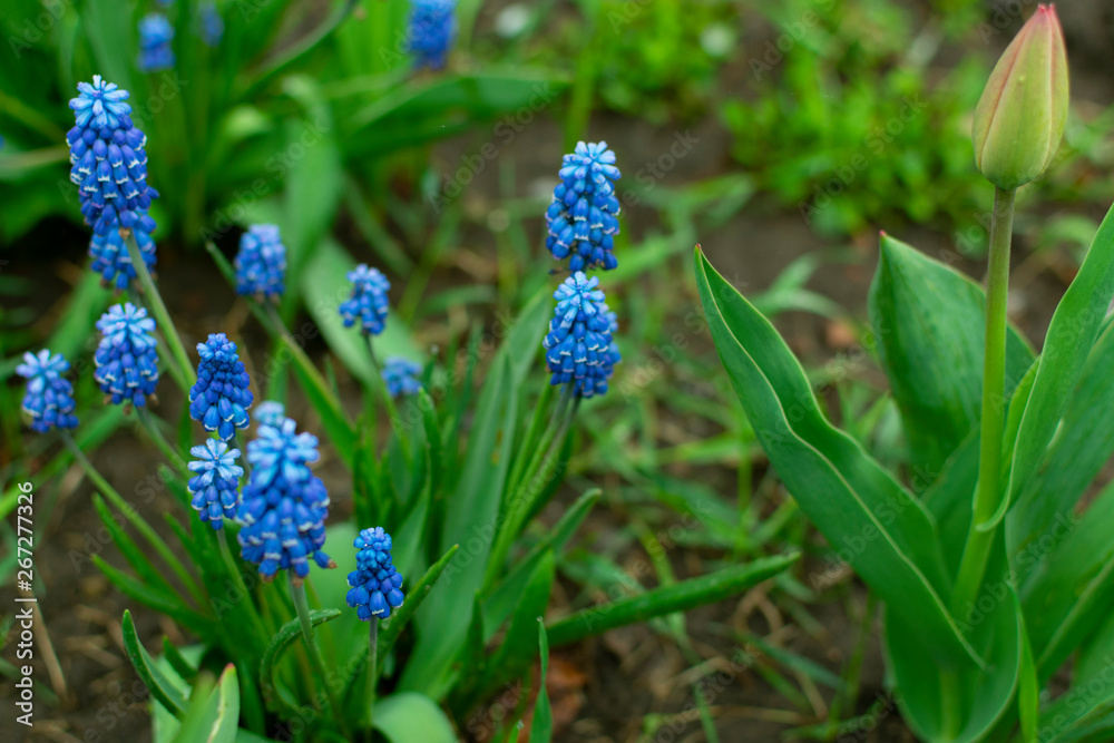 Blue muscari flower bushes on a flower bed on a spring day Blue muscari flower bushes on a flower bed on a spring day