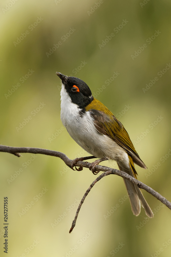 White-naped Honeyeater - Melithreptus lunatus - one of australian honeyeaters in the forest. Australia White-naped Honeyeater - Melithreptus lunatus - one of australian honeyeaters in the forest. Australia