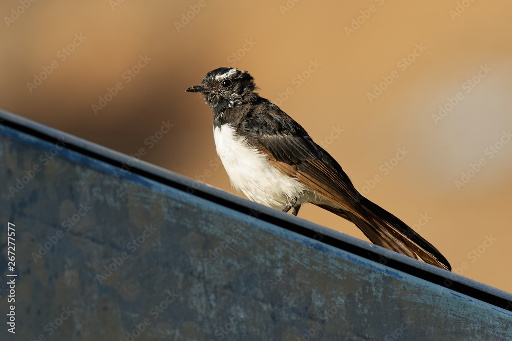 Naklejka premium Willie-wagtail - Rhipidura leucophrys - black and white young australian bird, Australia, Tasmania