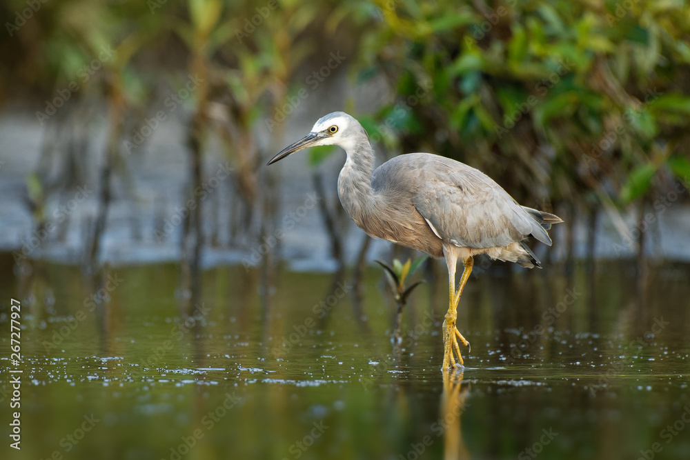 Egretta novaehollandiae - White-faced Heron hunting crabs during low tide in Australia Egretta novaehollandiae - White-faced Heron hunting crabs during low tide in Australia