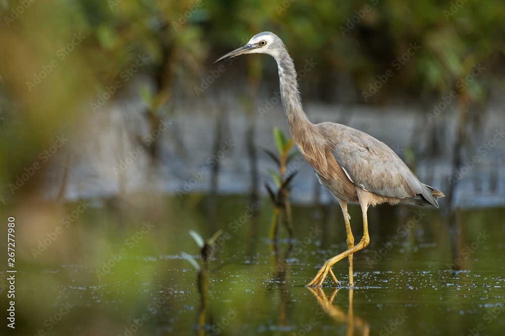 Naklejka premium Egretta novaehollandiae - White-faced Heron hunting crabs during low tide in Australia