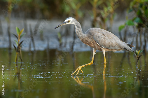 Egretta novaehollandiae - White-faced Heron hunting crabs during low tide in Australia