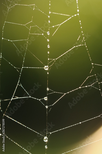 Spinnennetz mit Tautropfen im Garten