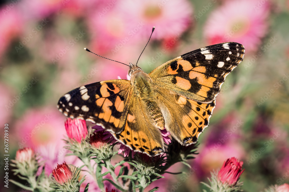 Obraz premium Schmetterling Distelfalter