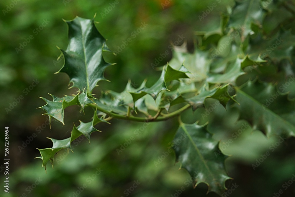 Spiky decorative dark green spring leaves on branch of Common Holly, also called English Holly or European Holly, latin name Ilex Aquifolium