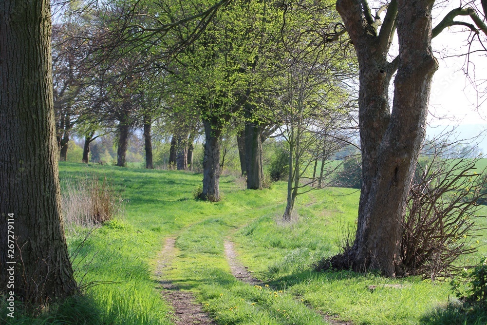 Path through a green landscape with trees Path through a green landscape with trees