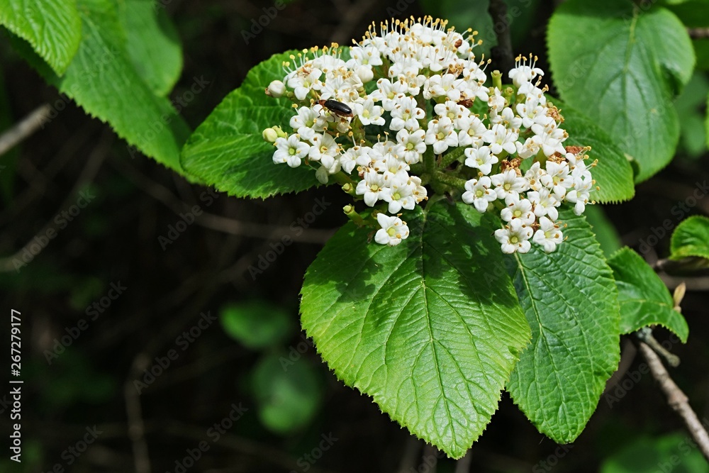 White spring flower cluster of European elder, also called Elderberry or Black Elder, latin name Sambucus Nigra, with some beetles sucking nectar from flowers White spring flower cluster of European elder, also called Elderberry or Black Elder, latin name Sambucus Nigra, with some beetles sucking nectar from flowers